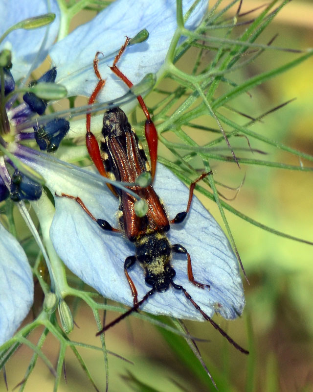 Oedemeridae. No. Cerambycidae:  Stenopterus rufus